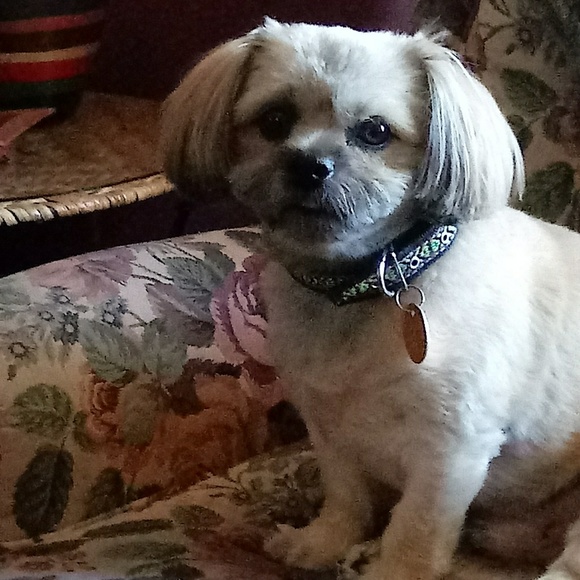 Meet your Posher, Sylvia - Picture 3 of 6